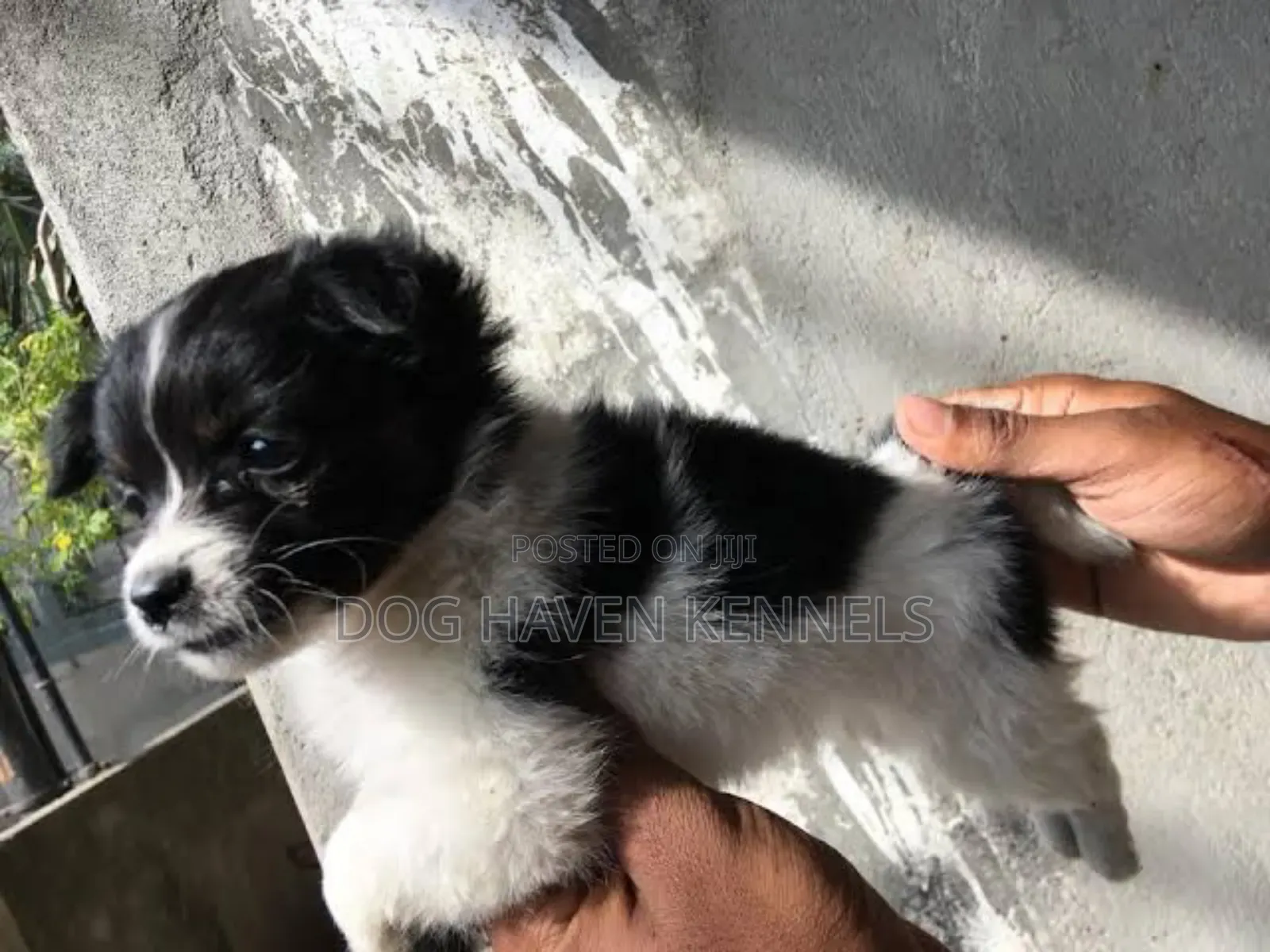 1-3 months Male Purebred Japanese Spitz
