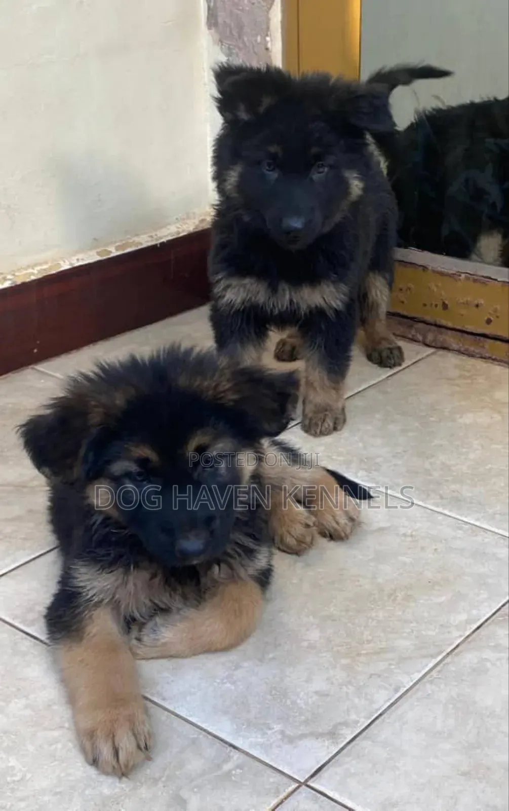 1-3 months Male Purebred German Shepherd