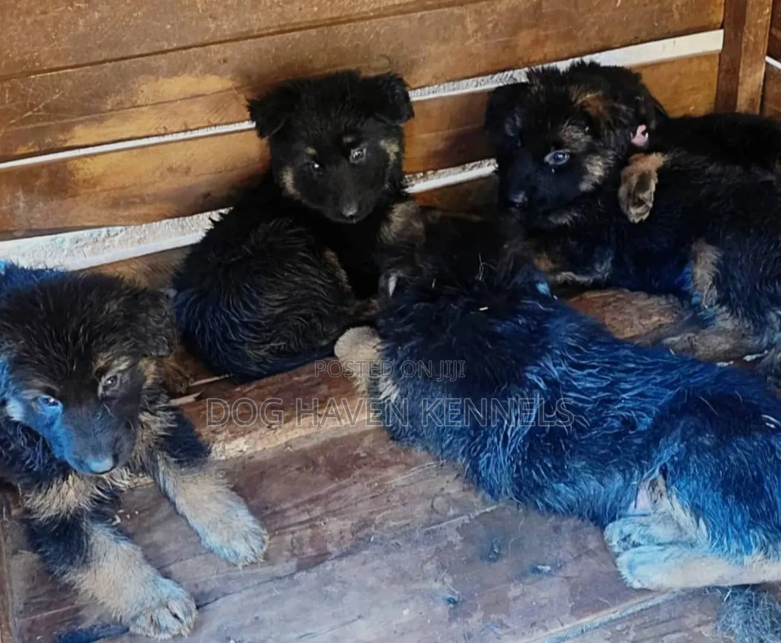 1-3 months Male Purebred German Shepherd