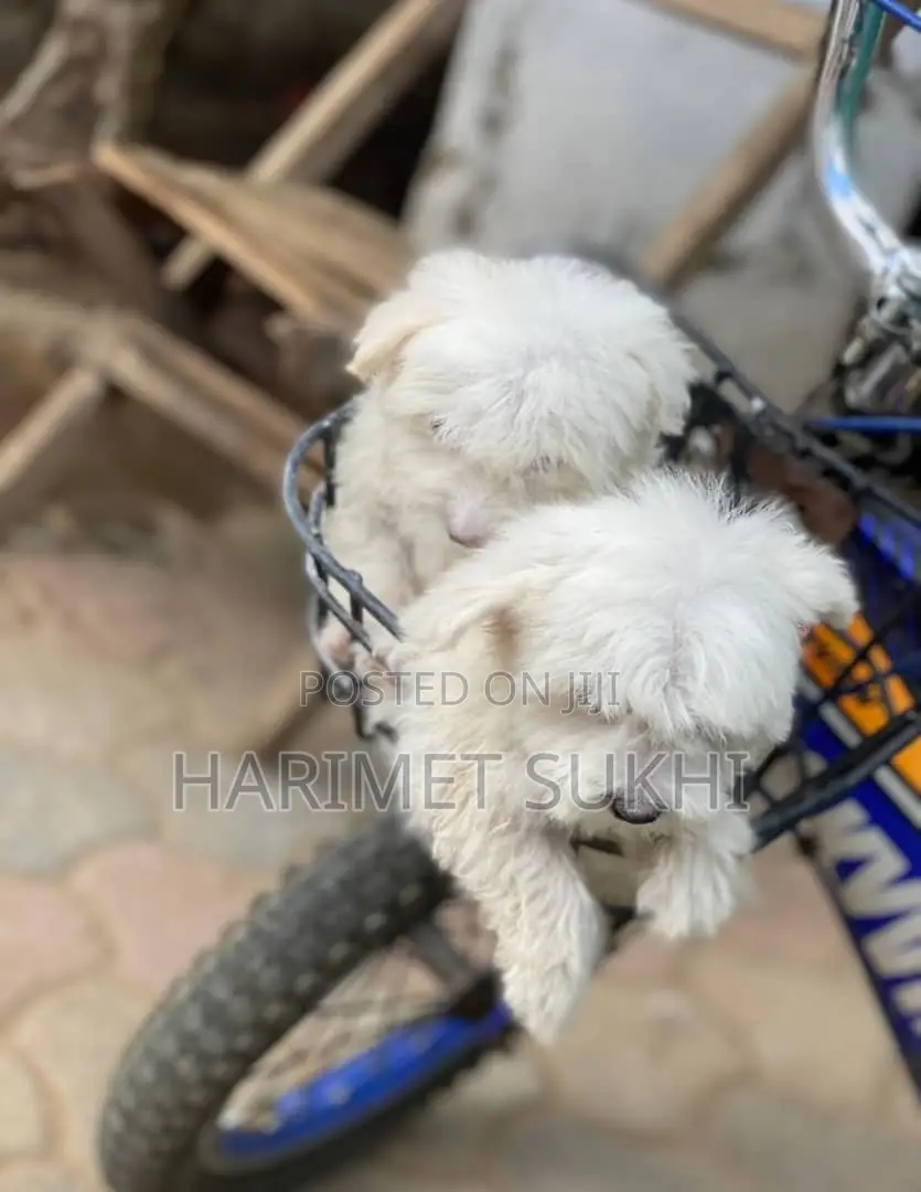1-3 months Male Purebred Maltese