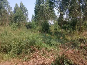 Two Acres With Private Mile Land Title on Quicksale Bujjuko