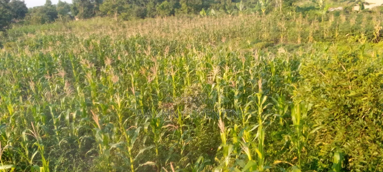 20 Acres of Land on Sale in Otuke