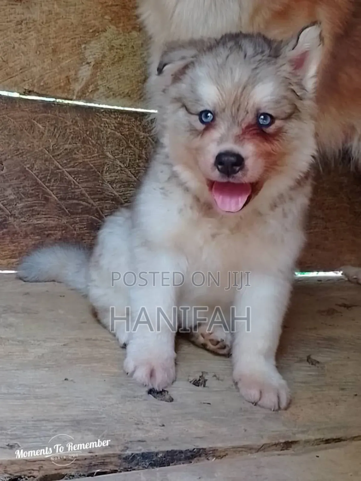 1-3 months Male Purebred Siberian Husky
