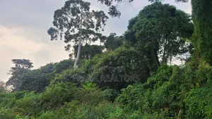 5.3 Acers of Beach Land All Fenced in Entebbe Kawuku