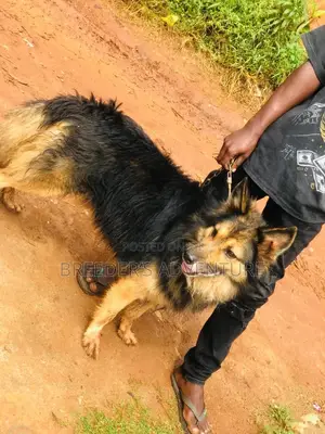 6-12 months Male Purebred German Shepherd