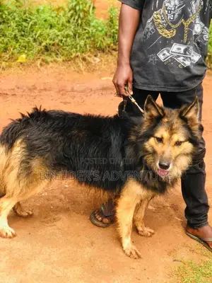 6-12 months Male Purebred German Shepherd