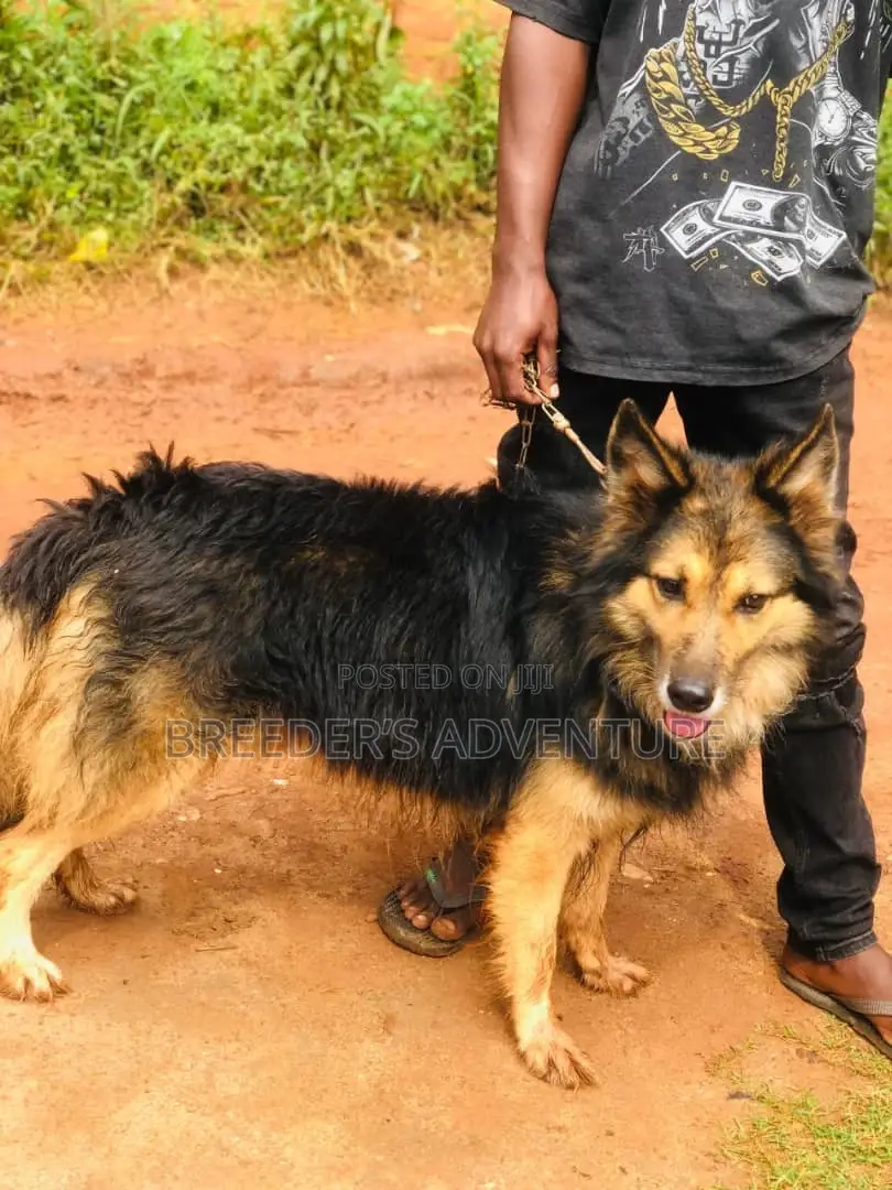 6-12 months Male Purebred German Shepherd