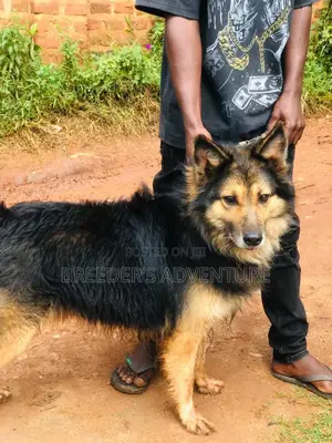 6-12 months Male Purebred German Shepherd