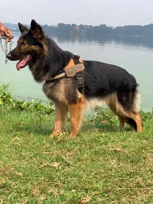 6-12 months Male Purebred German Shepherd