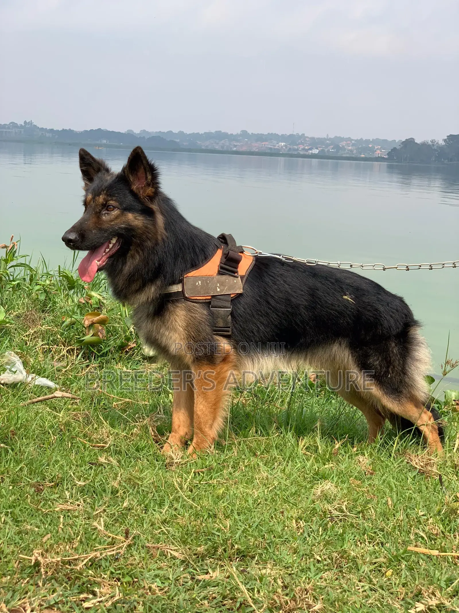 6-12 months Male Purebred German Shepherd