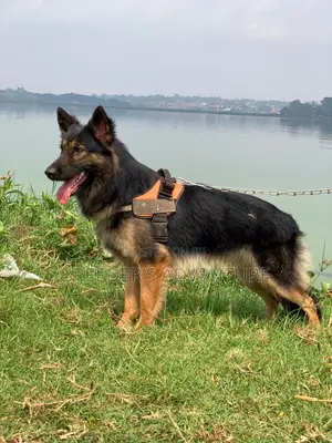 6-12 months Male Purebred German Shepherd