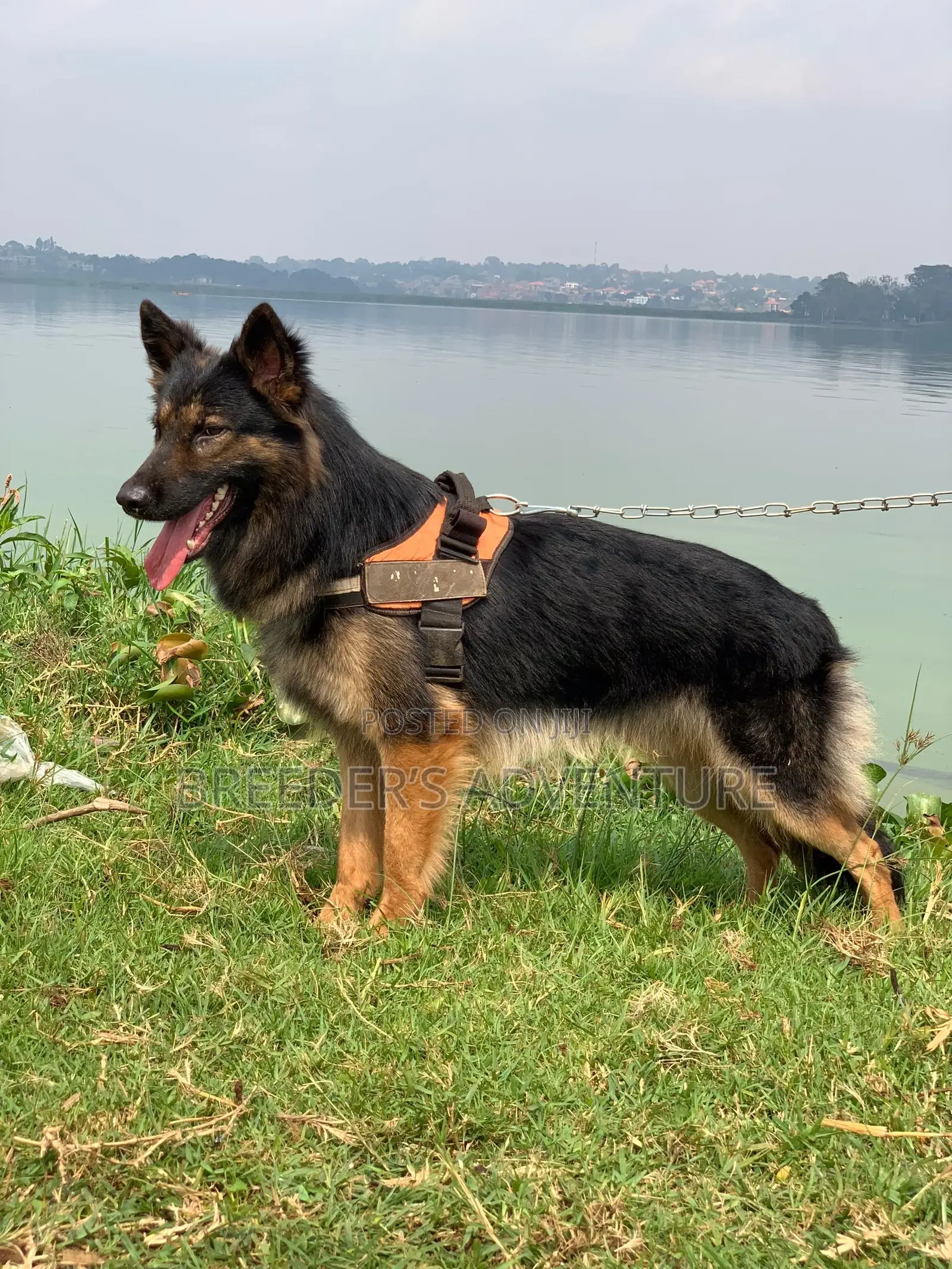 6-12 months Male Purebred German Shepherd