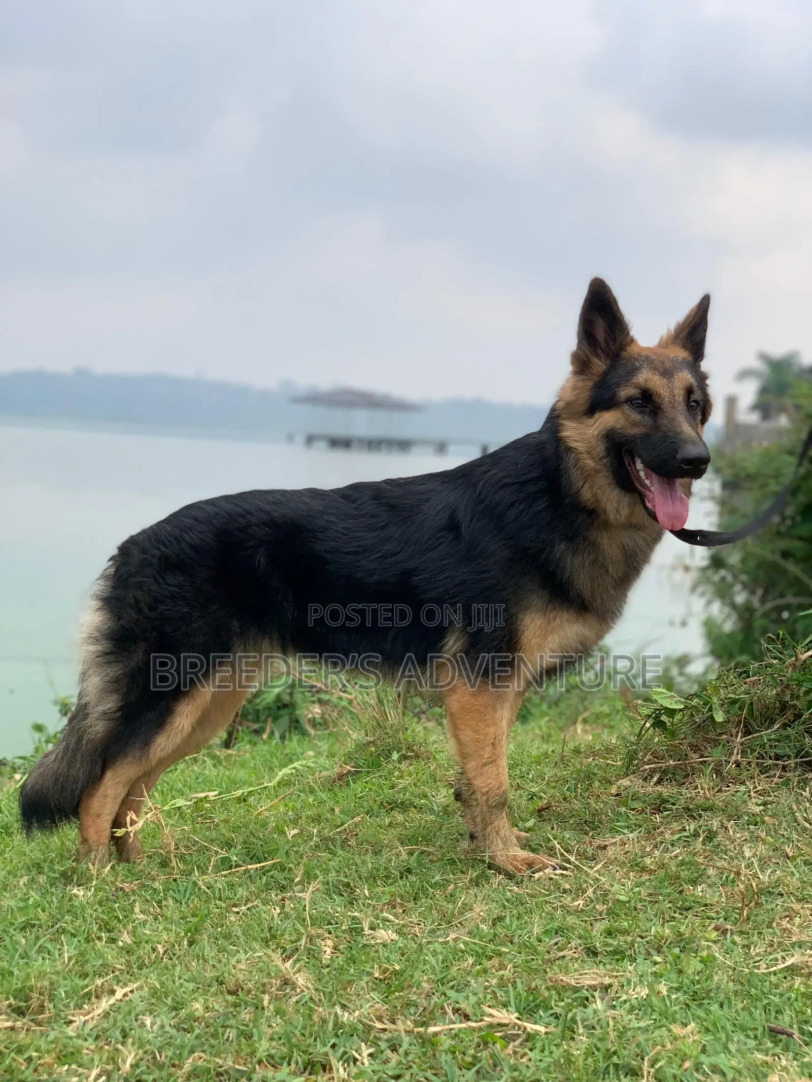 6-12 months Male Purebred German Shepherd