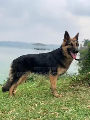 6-12 months Male Purebred German Shepherd