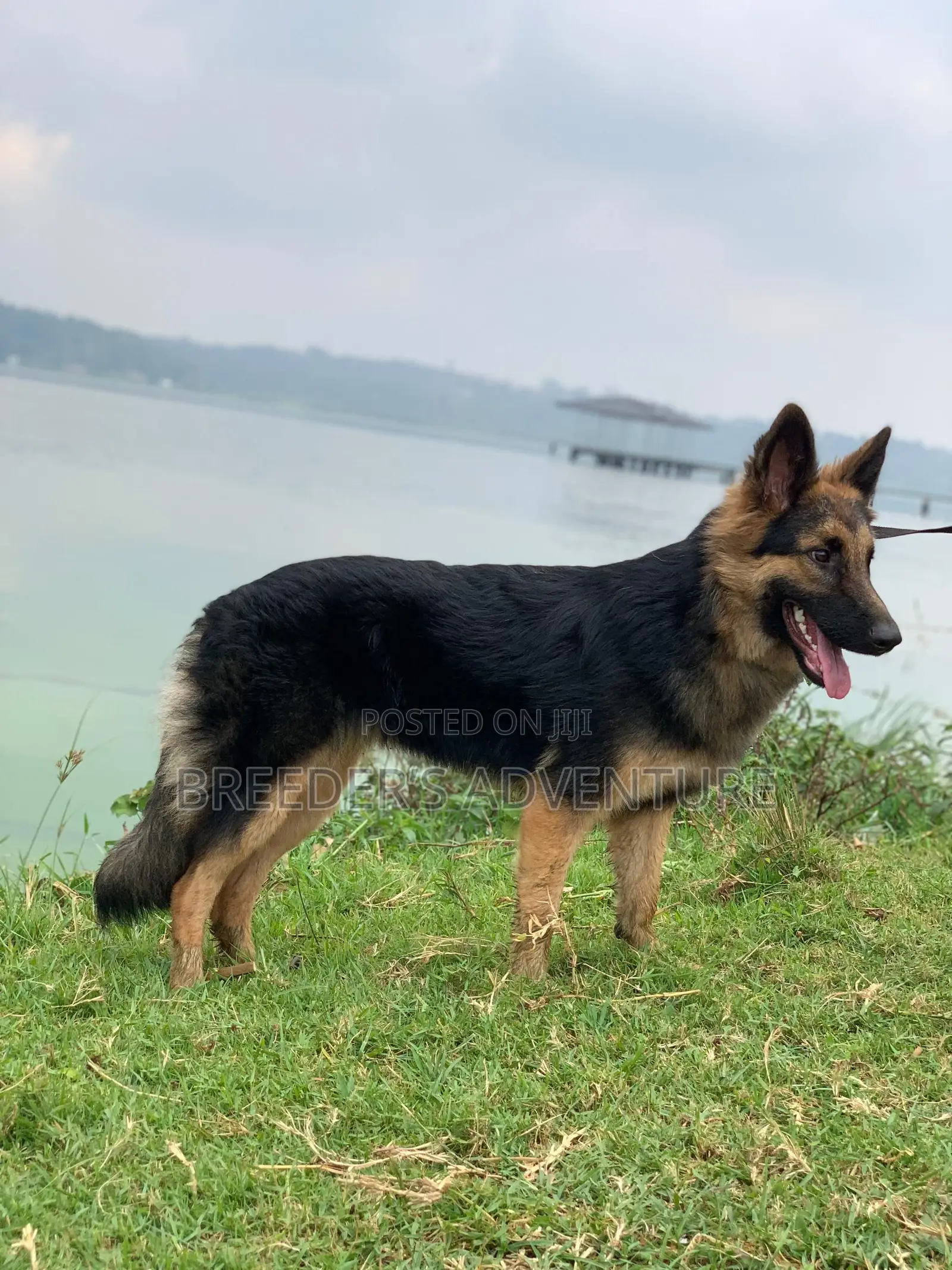 6-12 months Male Purebred German Shepherd