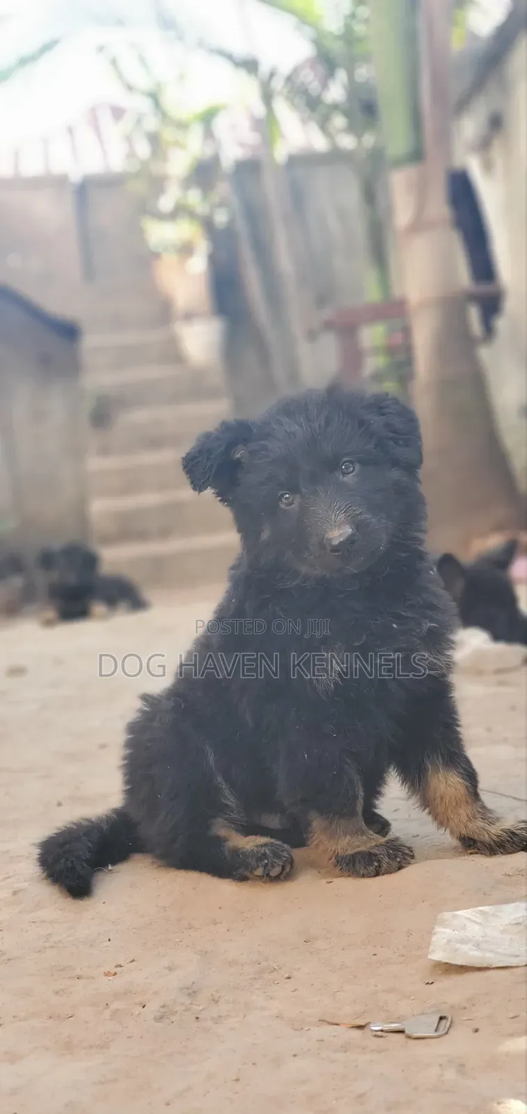 1-3 months Female Purebred German Shepherd