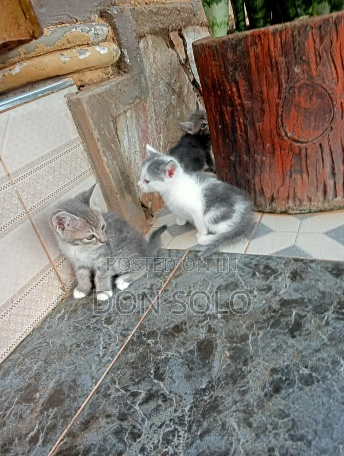 3-6 months Female Purebred Turkish Van