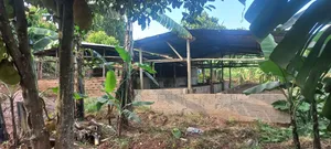 Farm With Banana, Piggery And Chicken Houses For Rent