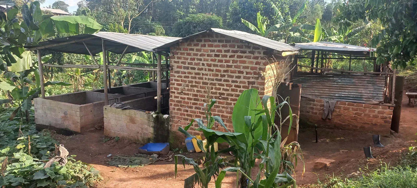 Farm With Banana, Piggery And Chicken Houses For Rent