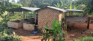 Farm With Banana, Piggery And Chicken Houses For Rent