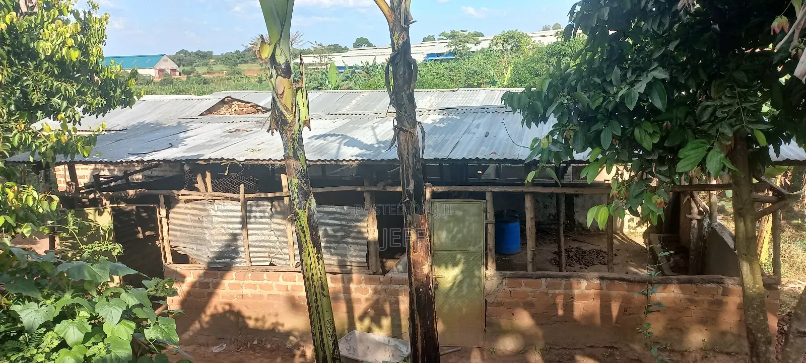 Farm With Banana, Piggery And Chicken Houses For Rent