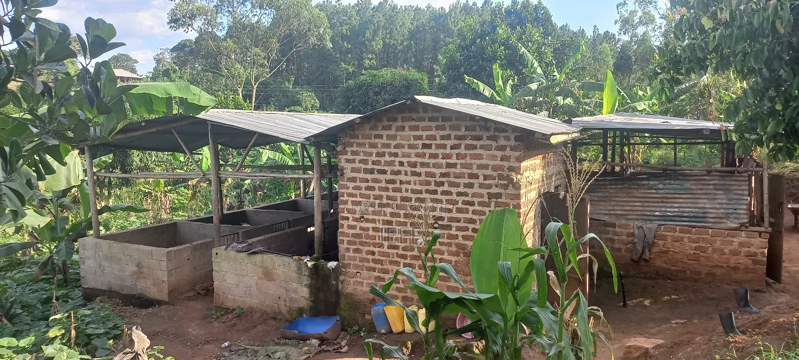 Farm With Banana, Piggery And Chicken Houses For Rent