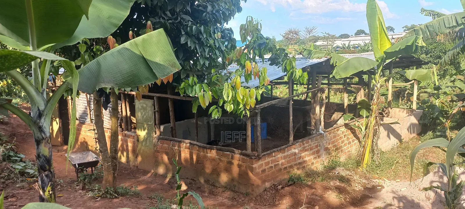 Farm With Banana, Piggery And Chicken Houses For Rent
