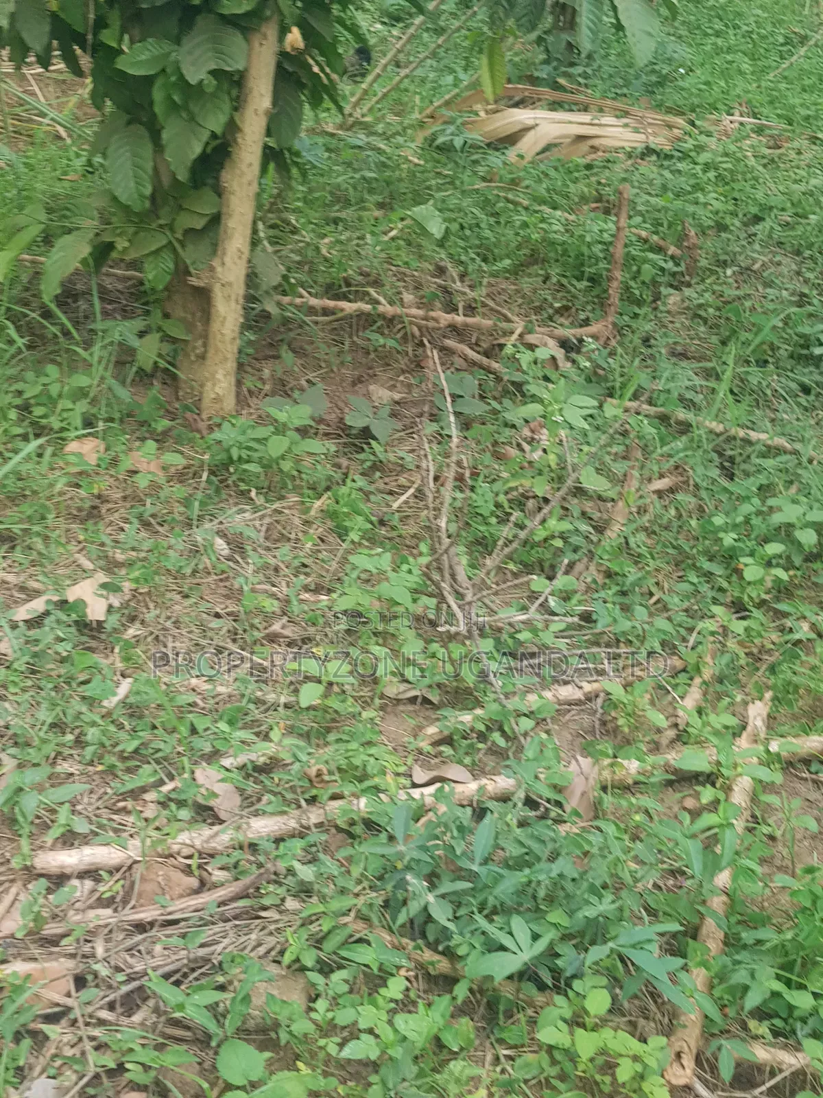 Half an Acre for Sale in Kawanda