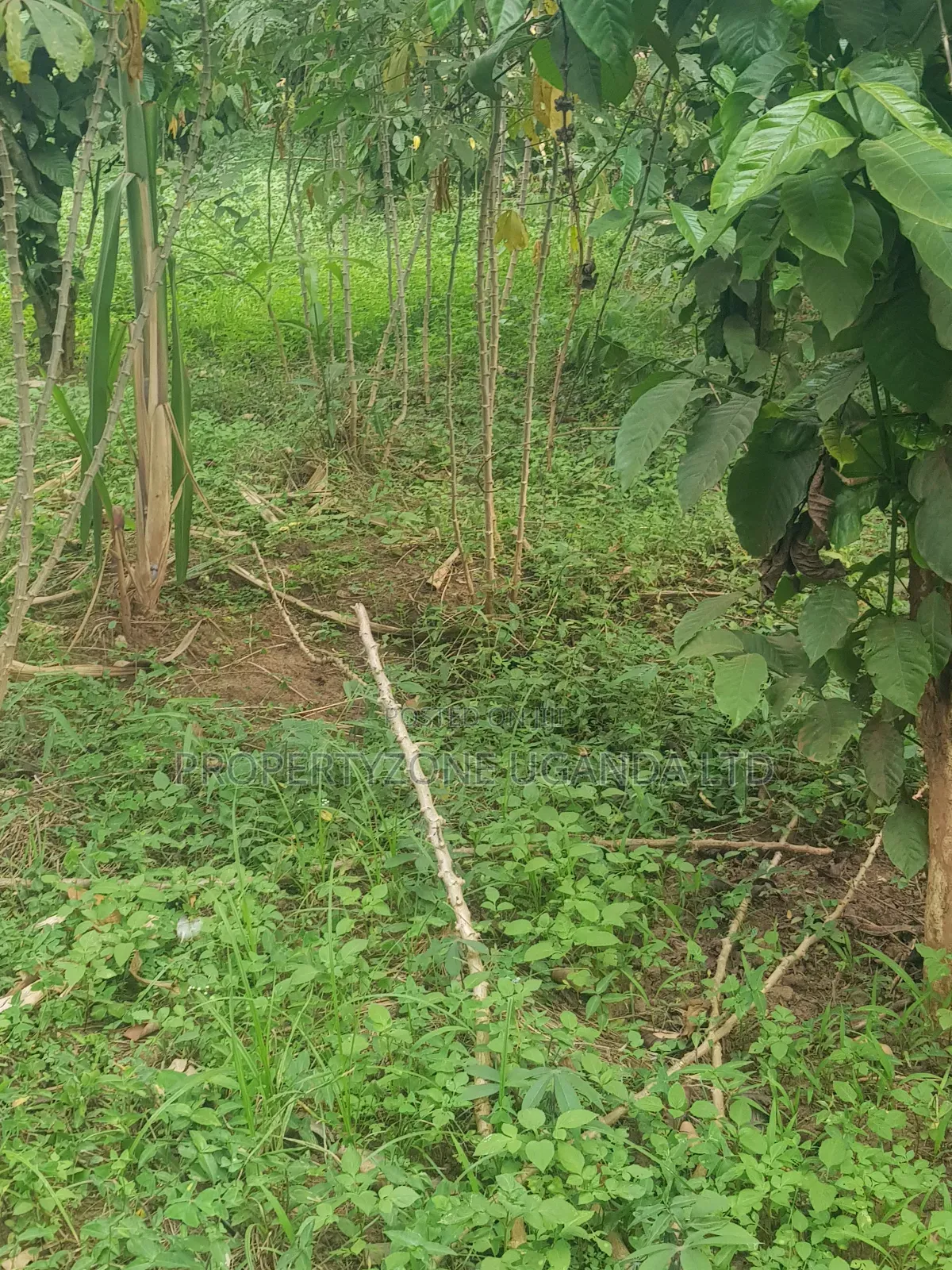 Half an Acre for Sale in Kawanda