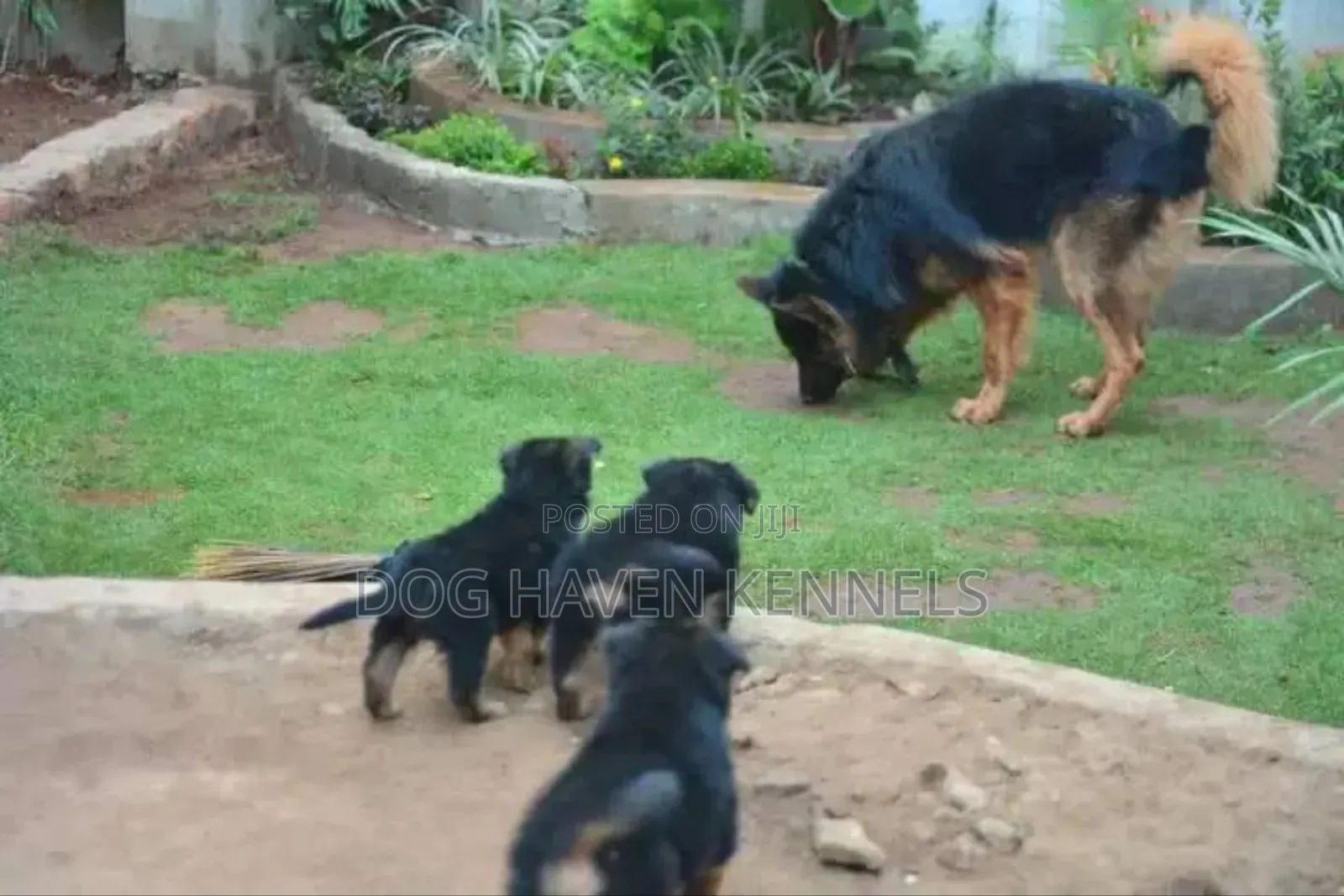 1-3 months Male Purebred German Shepherd