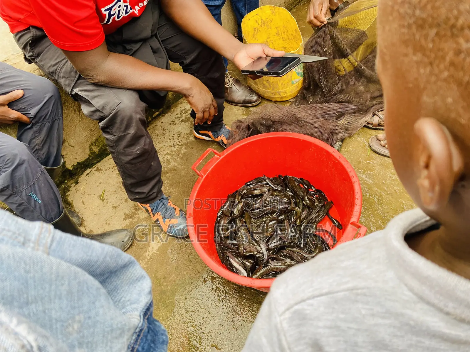 Catfish Fingerlings of 5grams
