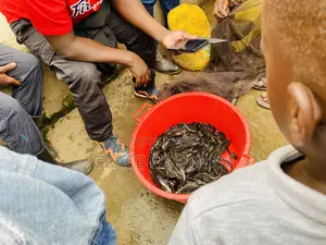 Catfish Fingerlings of 5grams