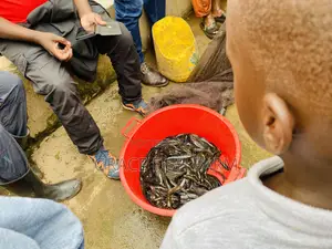 Catfish Fingerlings of 5grams