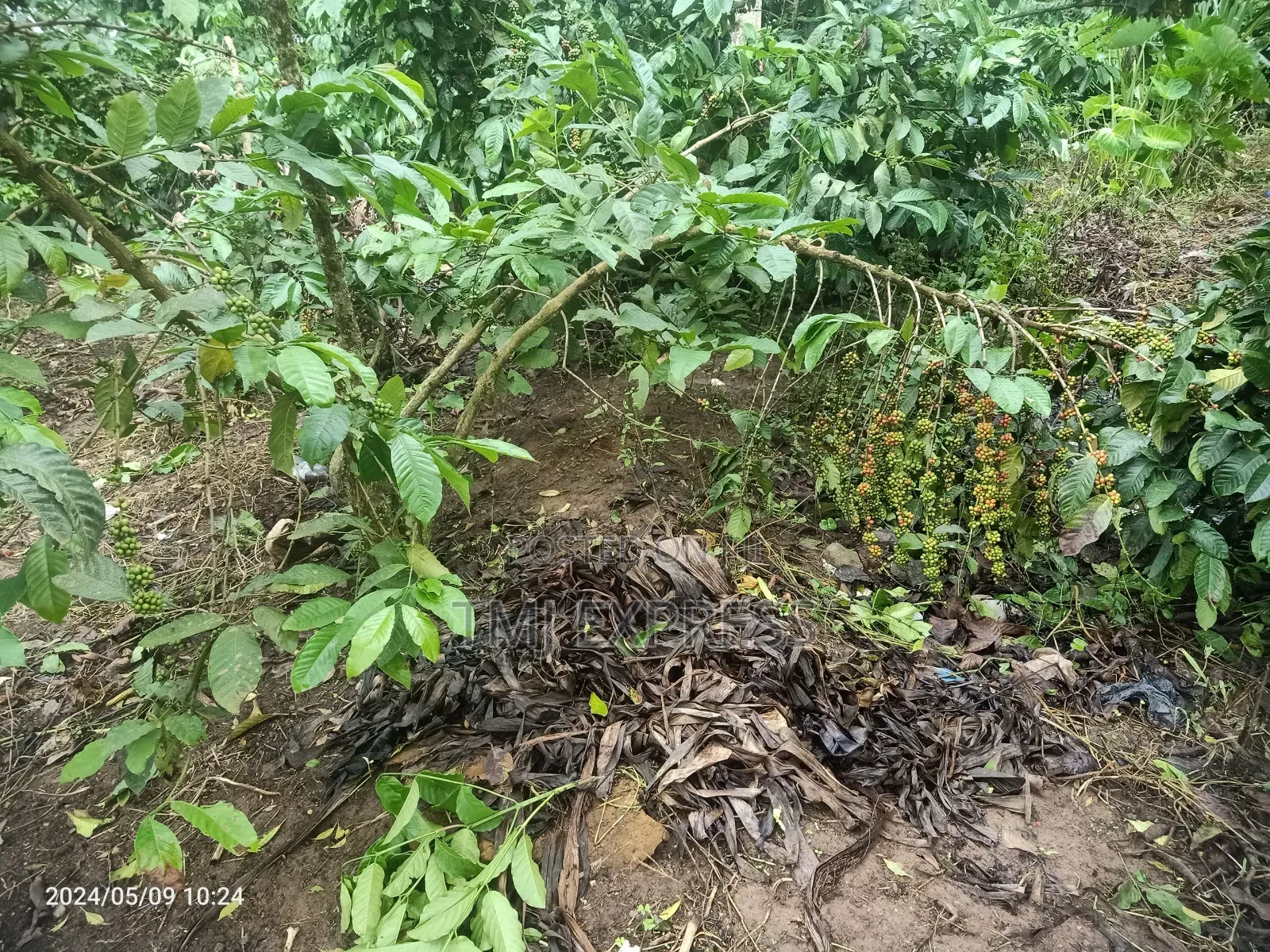 All Coffee Seedlings -CWDR Kr3, Kr4, Kr5, Kr6, Kr8 and Kr9 Small Pot