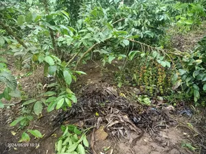 All Coffee Seedlings -CWDR Kr3, Kr4, Kr5, Kr6, Kr8 and Kr9 Small Pot