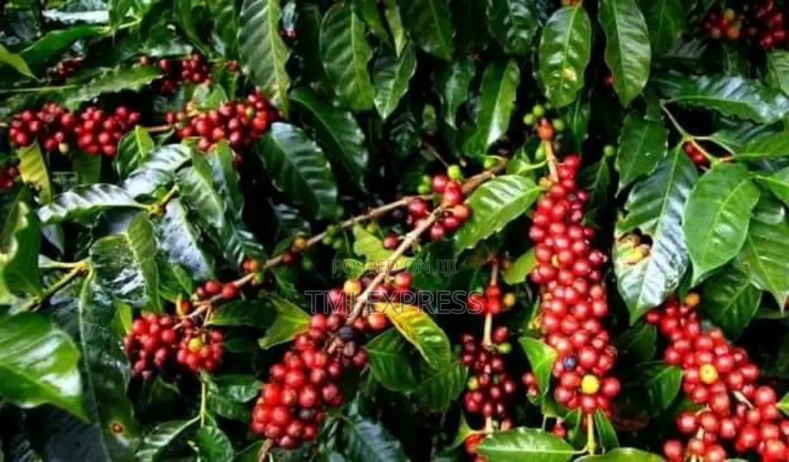 All Coffee Seedlings -CWDR Kr3, Kr4, Kr5, Kr6, Kr8 and Kr9 Small Pot