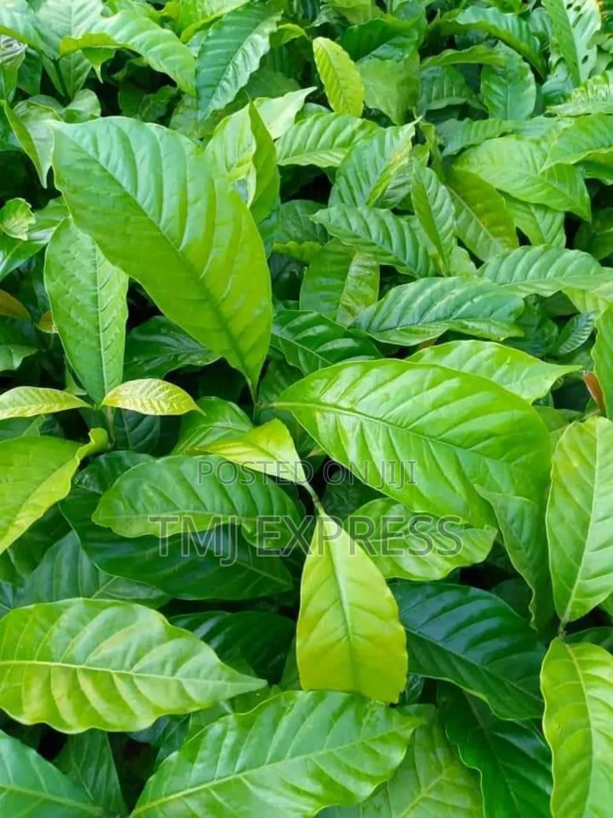 All Coffee Seedlings -CWDR Kr3, Kr4, Kr5, Kr6, Kr8 and Kr9 Small Pot