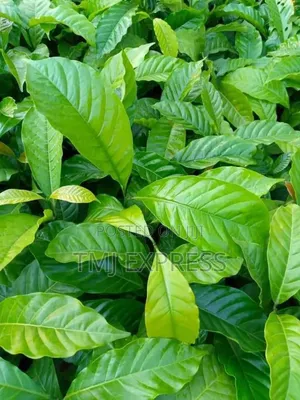 All Coffee Seedlings -CWDR Kr3, Kr4, Kr5, Kr6, Kr8 and Kr9 Small Pot
