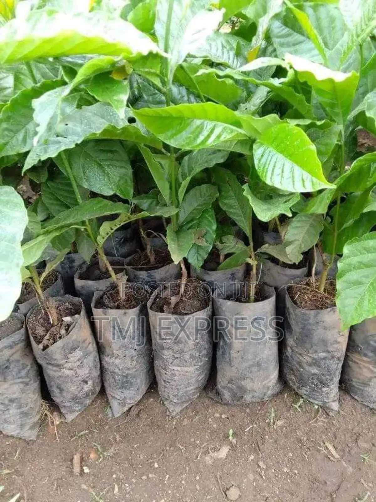 All Coffee Seedlings -CWDR Kr3, Kr4, Kr5, Kr6, Kr8 and Kr9 Small Pot