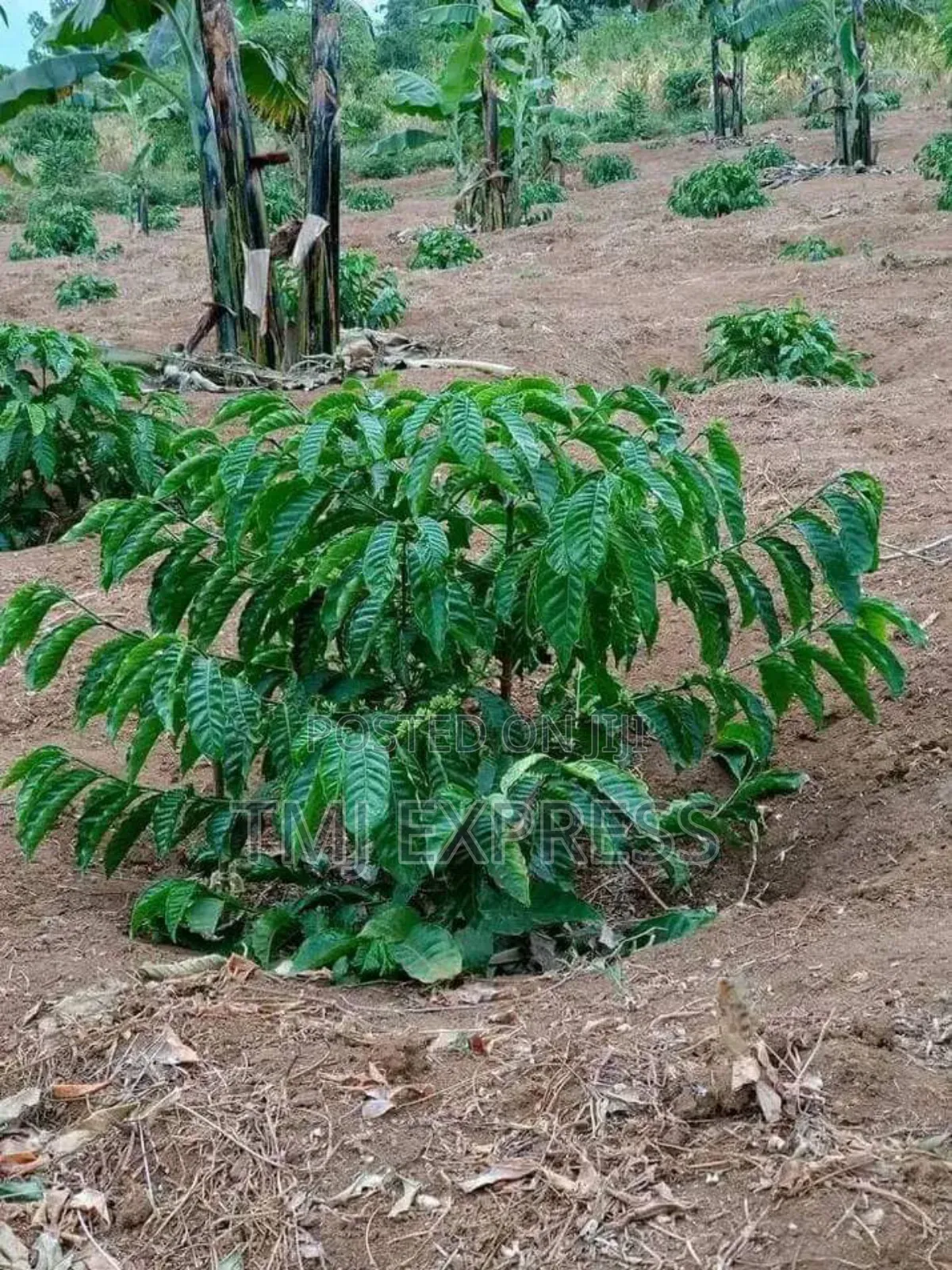 All Coffee Seedlings -CWDR Kr3, Kr4, Kr5, Kr6, Kr8 and Kr9 Small Pot