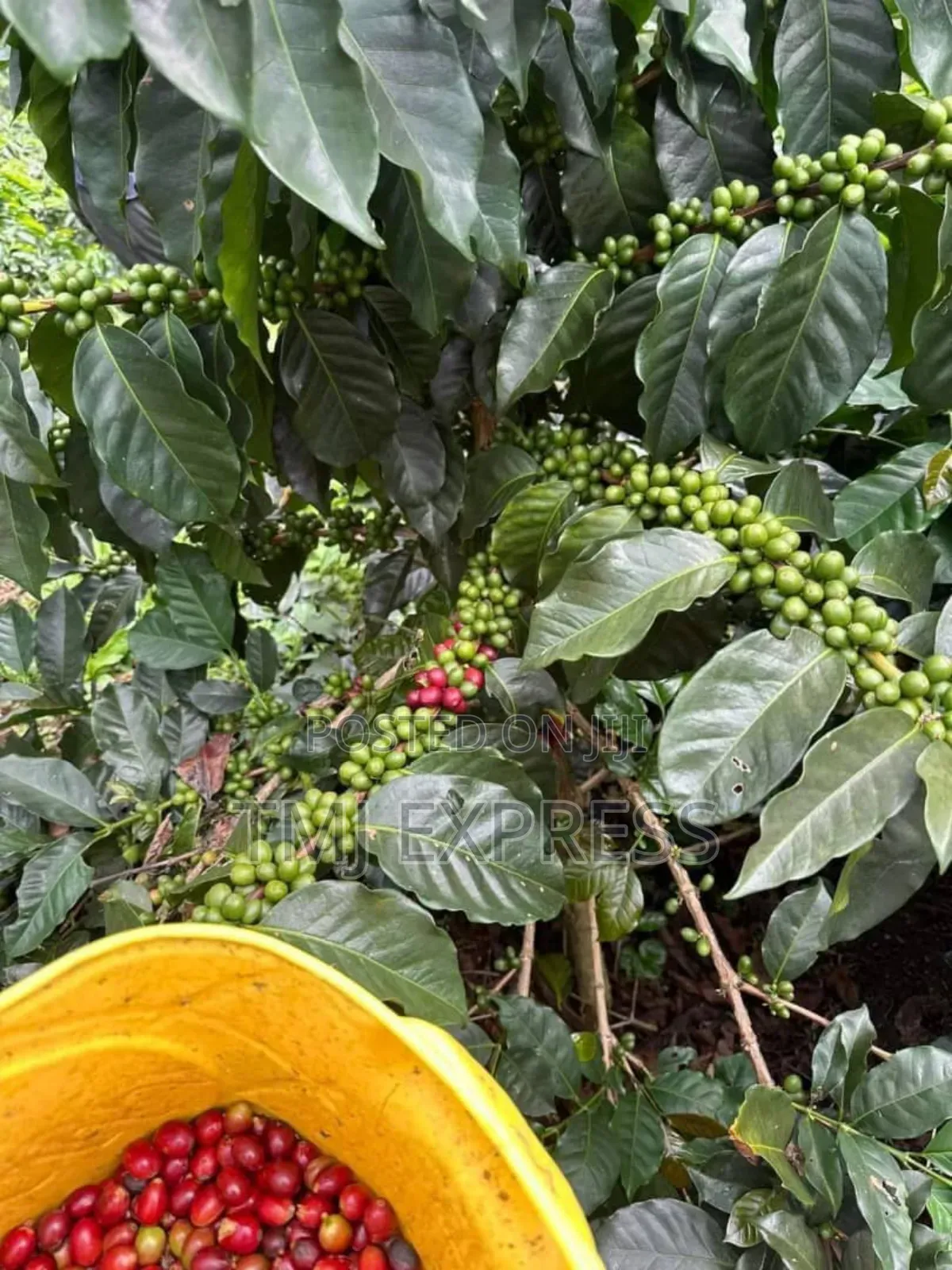 All Coffee Seedlings -CWDR Kr3, Kr4, Kr5, Kr6, Kr8 and Kr9 Small Pot