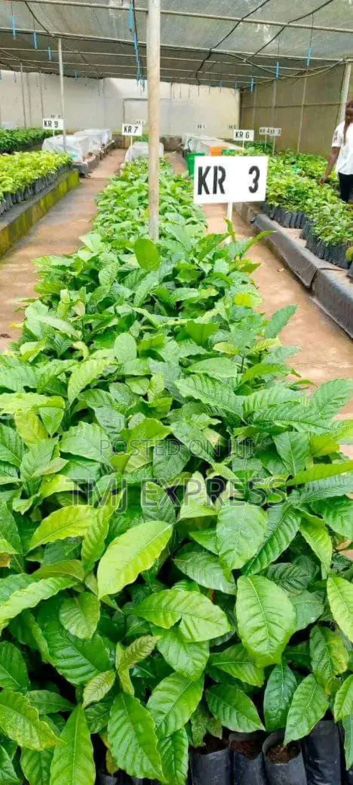 All Coffee Seedlings -CWDR Kr3, Kr4, Kr5, Kr6, Kr8 and Kr9 Small Pot
