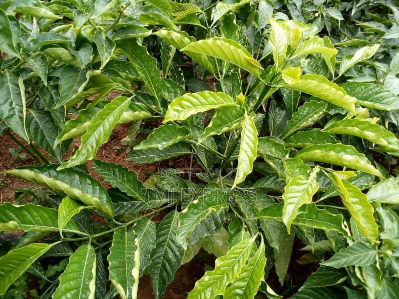 All Coffee Seedlings -CWDR Kr3, Kr4, Kr5, Kr6, Kr8 and Kr9 Small Pot