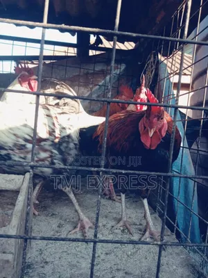 Big Local Chicken