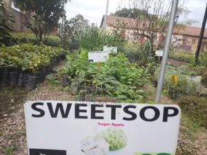 Sweet Sop/ Sugar Apple Seedlings