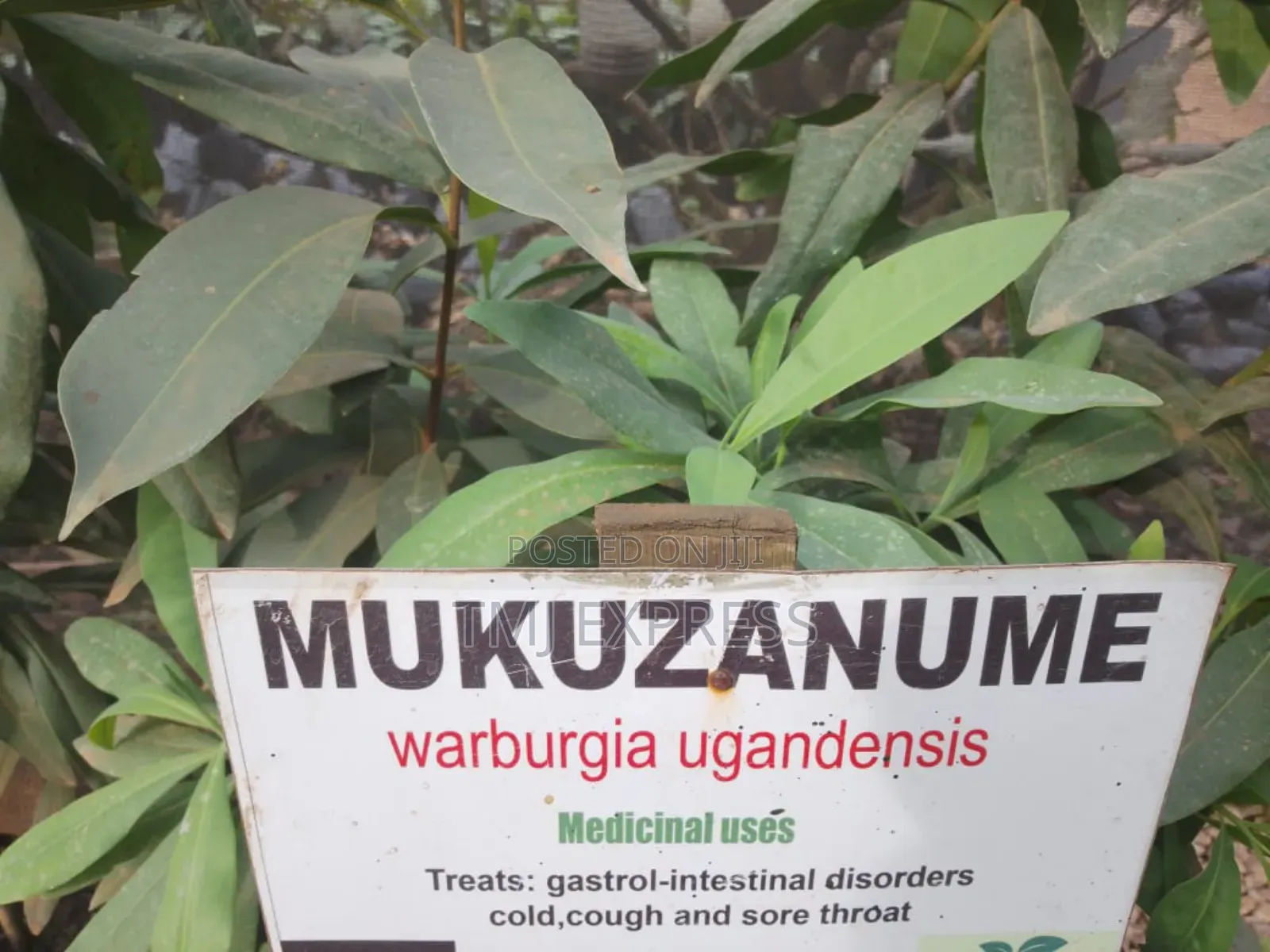 Mukizanume Seedlings