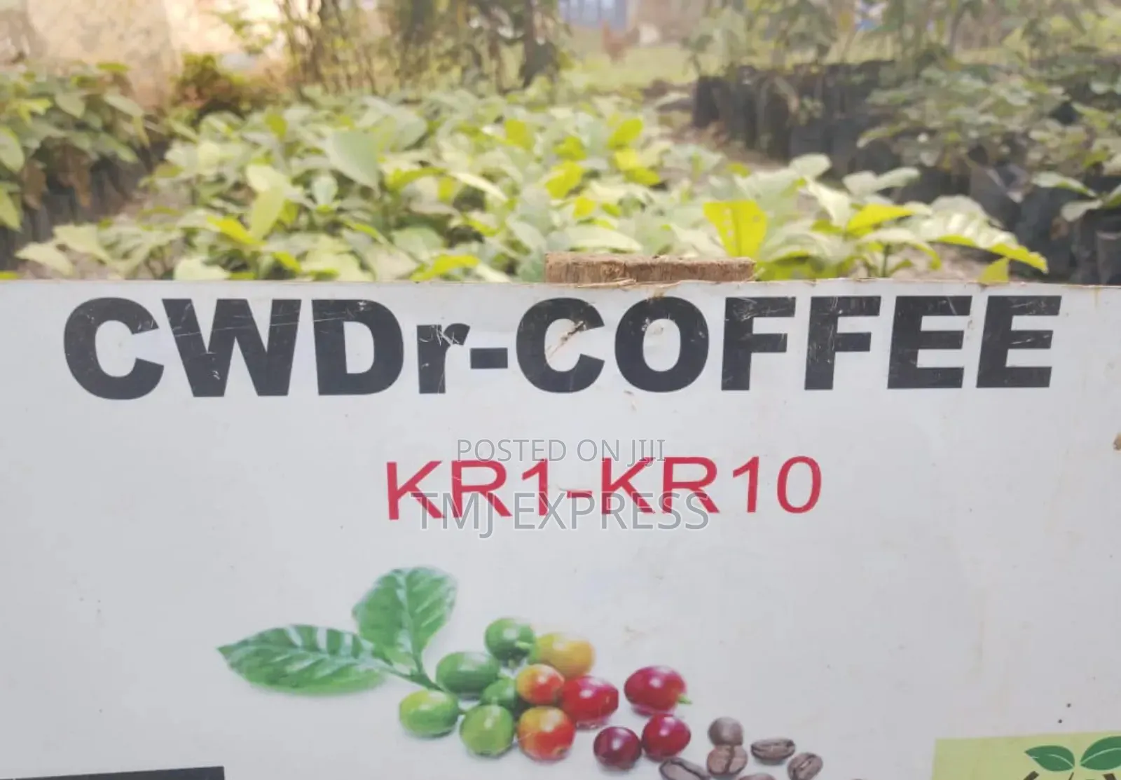All Coffee Seedlings -CWDR Kr3, Kr4, Kr5, Kr6, Kr8 and Kr9 Small Pot