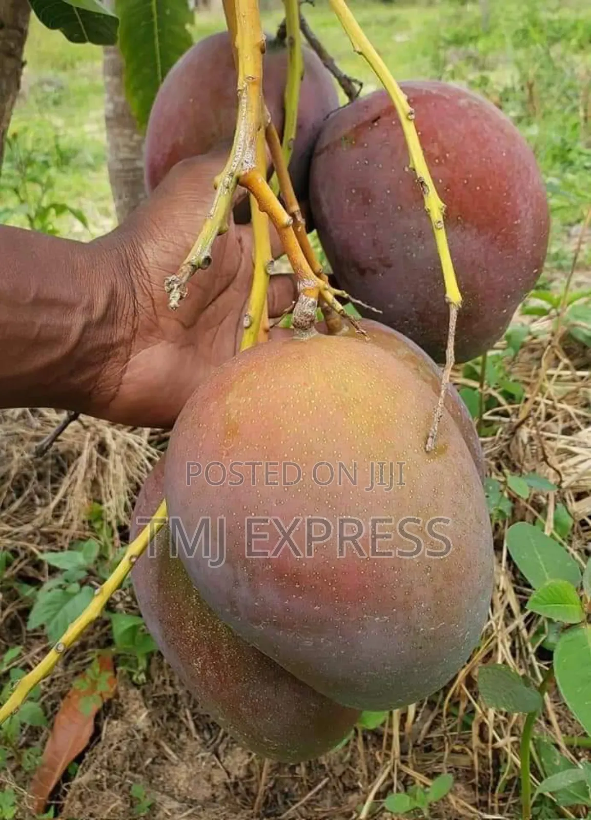 Zilate Mango Seedlings