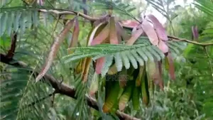 Calliandra Seeds Per Kilo Gram