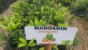 Mandarin/Mangada Seedlings